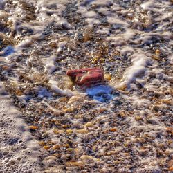 Close-up of crab on beach