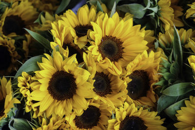 Close-up of sunflowers blooming outdoors