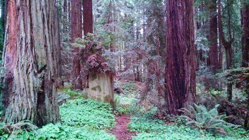 Trees in forest