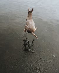 High angle view of weimaraner jumping over lake