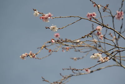 Low angle view of cherry blossoms against sky