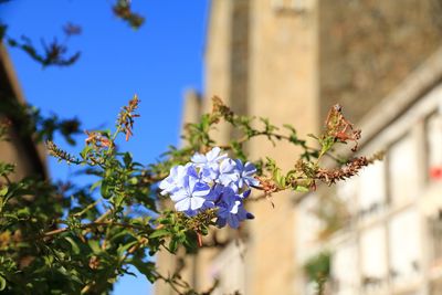 Low angle view of flowering plant against blue sky