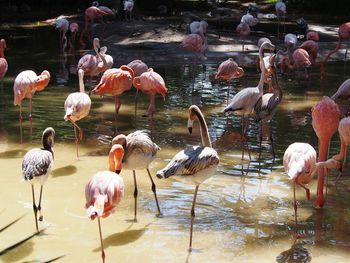 Rear view of flamingoes in water