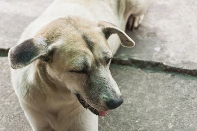 Close-up of dog