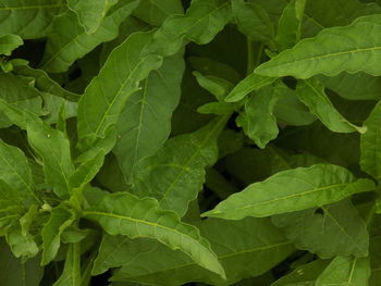 Full frame shot of green leaves