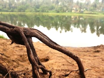 Close-up of rusty tree by lake