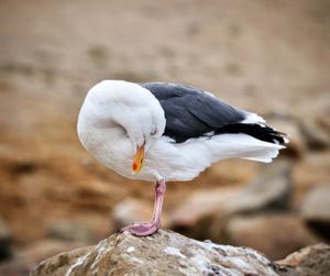 Close-up of bird perching on rock