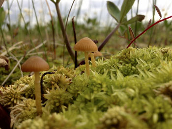 Close-up of mushrooms growing on field