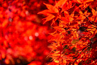 Close-up of red flowering plant