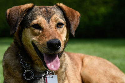 Close-up portrait of dog
