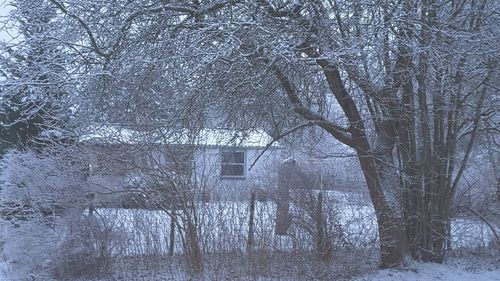 Bare tree and house during winter