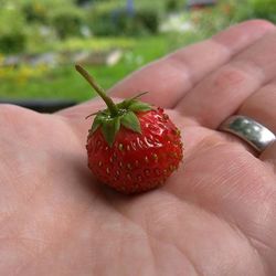 Close-up of cropped hand holding strawberry