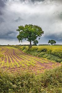 Scenic view of agricultural field against sky