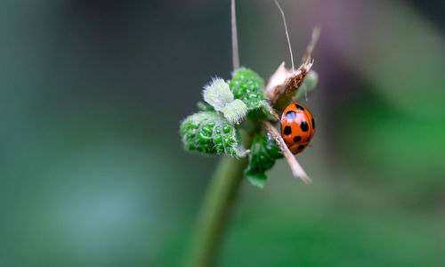 Close-up of ladybug on flower