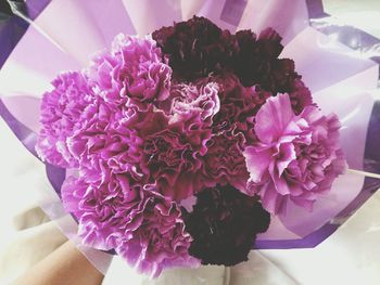 Close-up of pink flowers