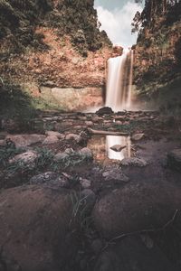 Scenic view of waterfall in forest