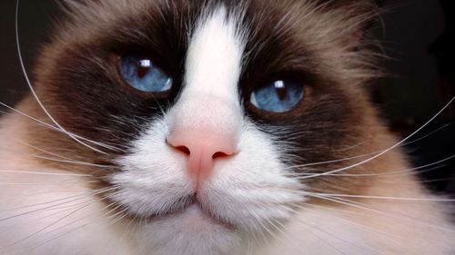 Close-up of cat