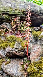 Close-up of flowers growing on rock