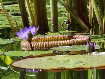 Close-up of lotus water lily