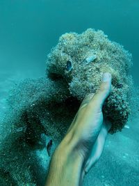 Cropped hand of man touching coral undersea