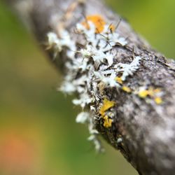 Close-up of plant against blurred background