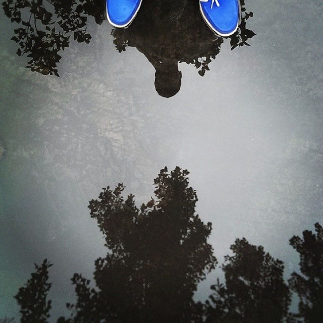 low angle view, blue, tree, sky, nature, mid-air, tranquility, street light, outdoors, no people, reflection, flying, day, beauty in nature, cloud - sky, lighting equipment, growth, branch, dusk, silhouette