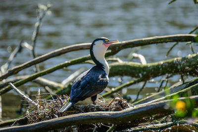 Pied shag at zealandia, wellington, new zealand. close-up of bird perching on branch.