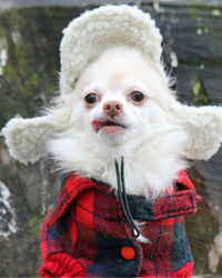 Close-up of dog in winter