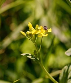 Close-up of insect on yellow flower