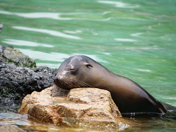 High angle view of sea lion on rock