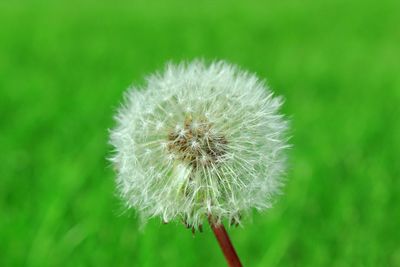 Close-up of dandelion against blurred background