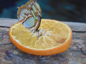 Close-up of butterfly on orange slice