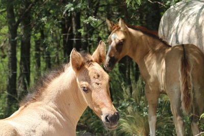 Close-up of horses standing on field