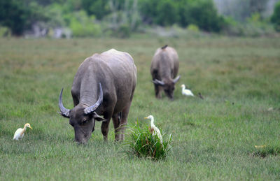 Water buffaloes grazing on grassy field