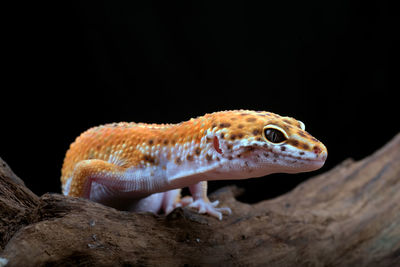 Close-up of lizard on rock against black background