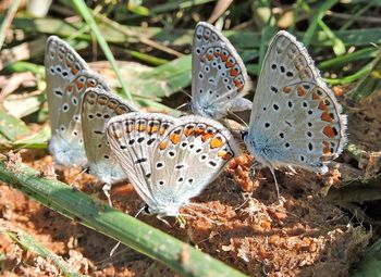 Close-up of butterfly on plant