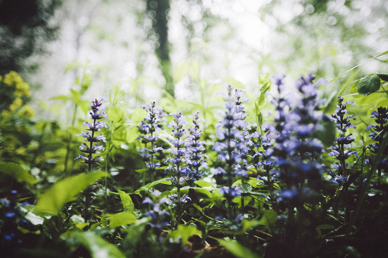 growth, plant, focus on foreground, flower, close-up, freshness, fragility, nature, beauty in nature, leaf, selective focus, green color, day, tranquility, outdoors, no people, stem, purple, growing, park - man made space