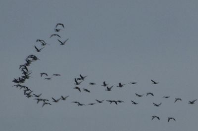 Low angle view of birds flying in sky