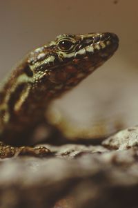 Close-up of lizard