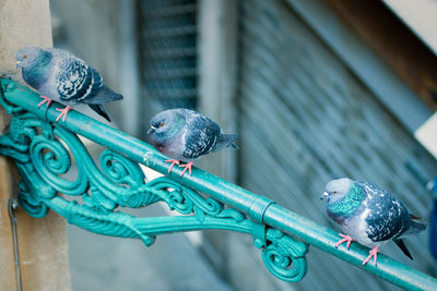 View of birds perching on metal