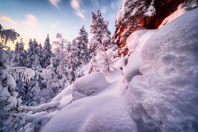 Snow covered trees against sky