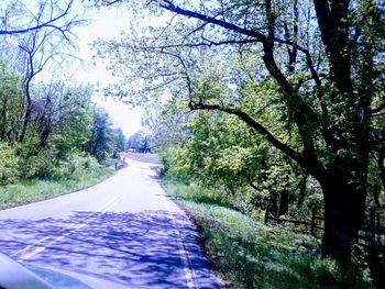 Empty road amidst trees in city