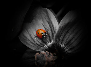Close-up of ladybug on flower