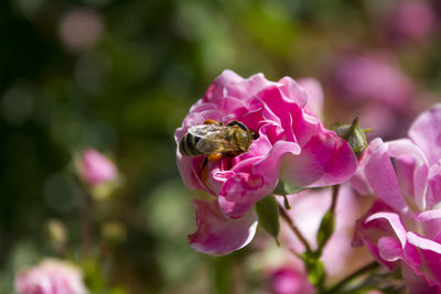 Close-up of insect on pink flower