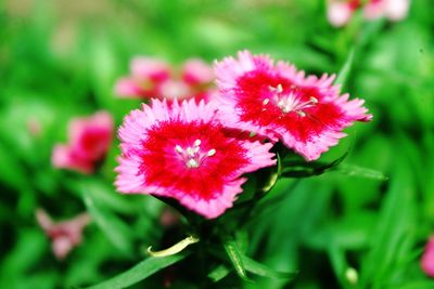 Close-up of red flower blooming outdoors