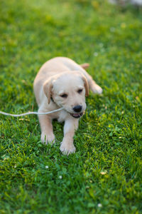 Dog sitting on field
