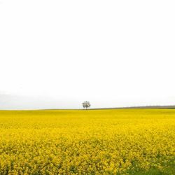 Scenic view of oilseed rape field against sky