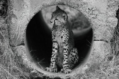 Mono cheetah cub in pipe looking left