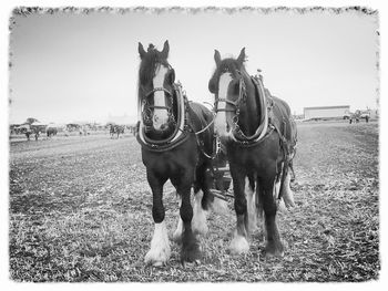Two horses standing on field