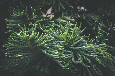 Close-up of pine tree